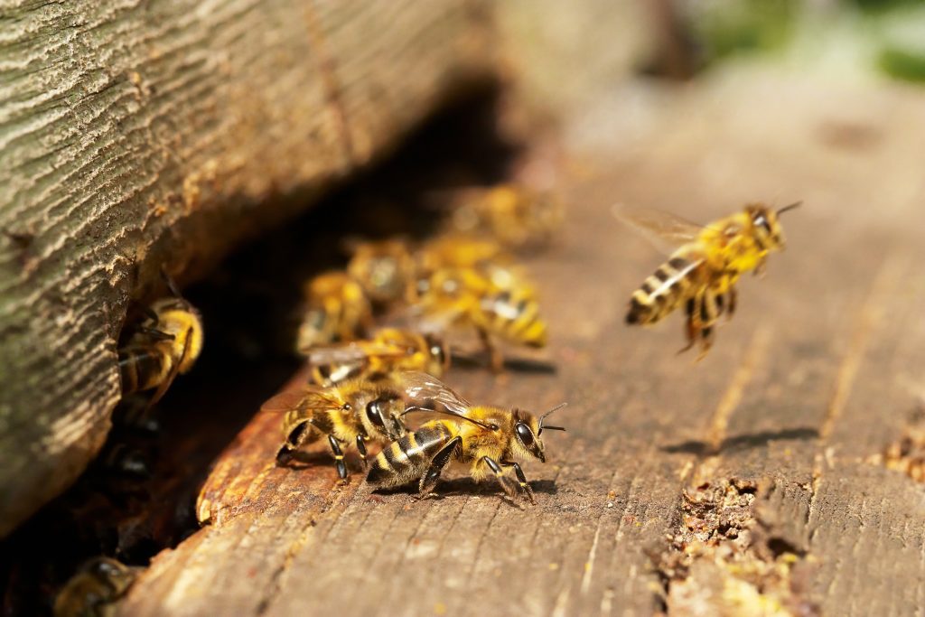 Research Network to Take Comprehensive Look at Bee Health