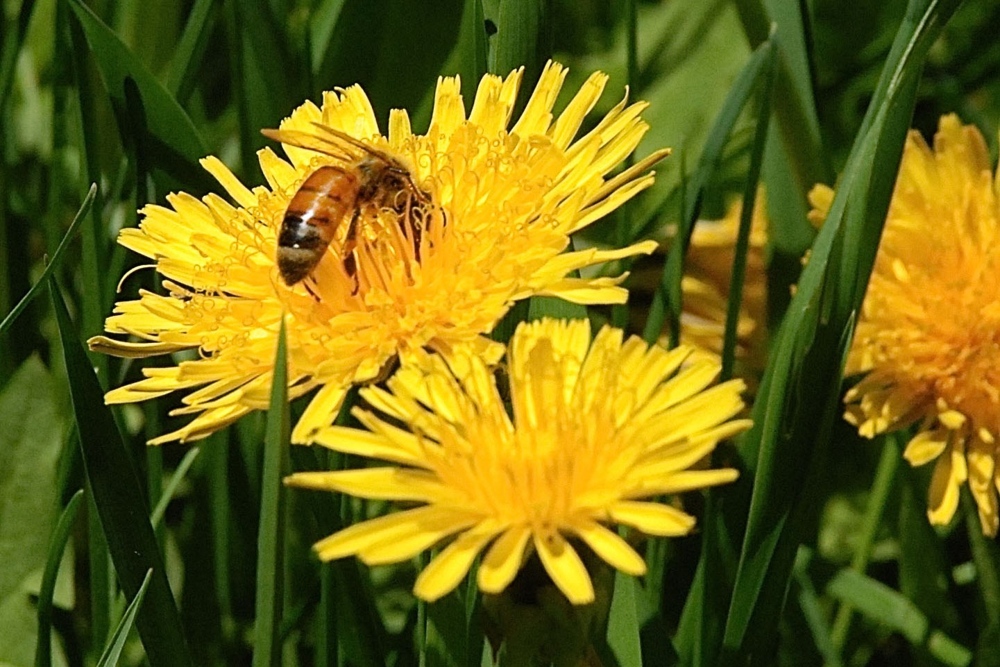 Deciding which bee variety to get begins with your goals for the colony