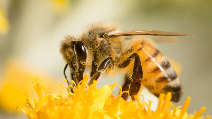 Turns Out Bees Were Cheating When They Convinced Us They Could Do Math