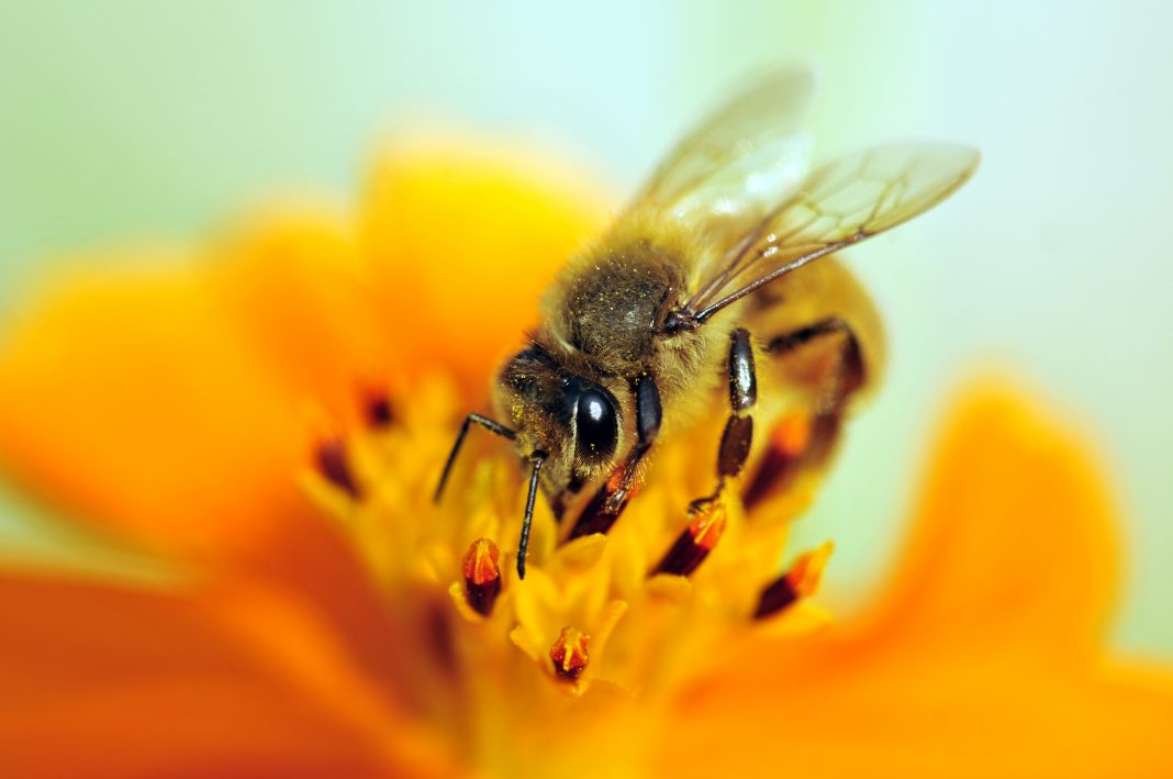 Scientists explain why plant diversity is crucial for bee conservation