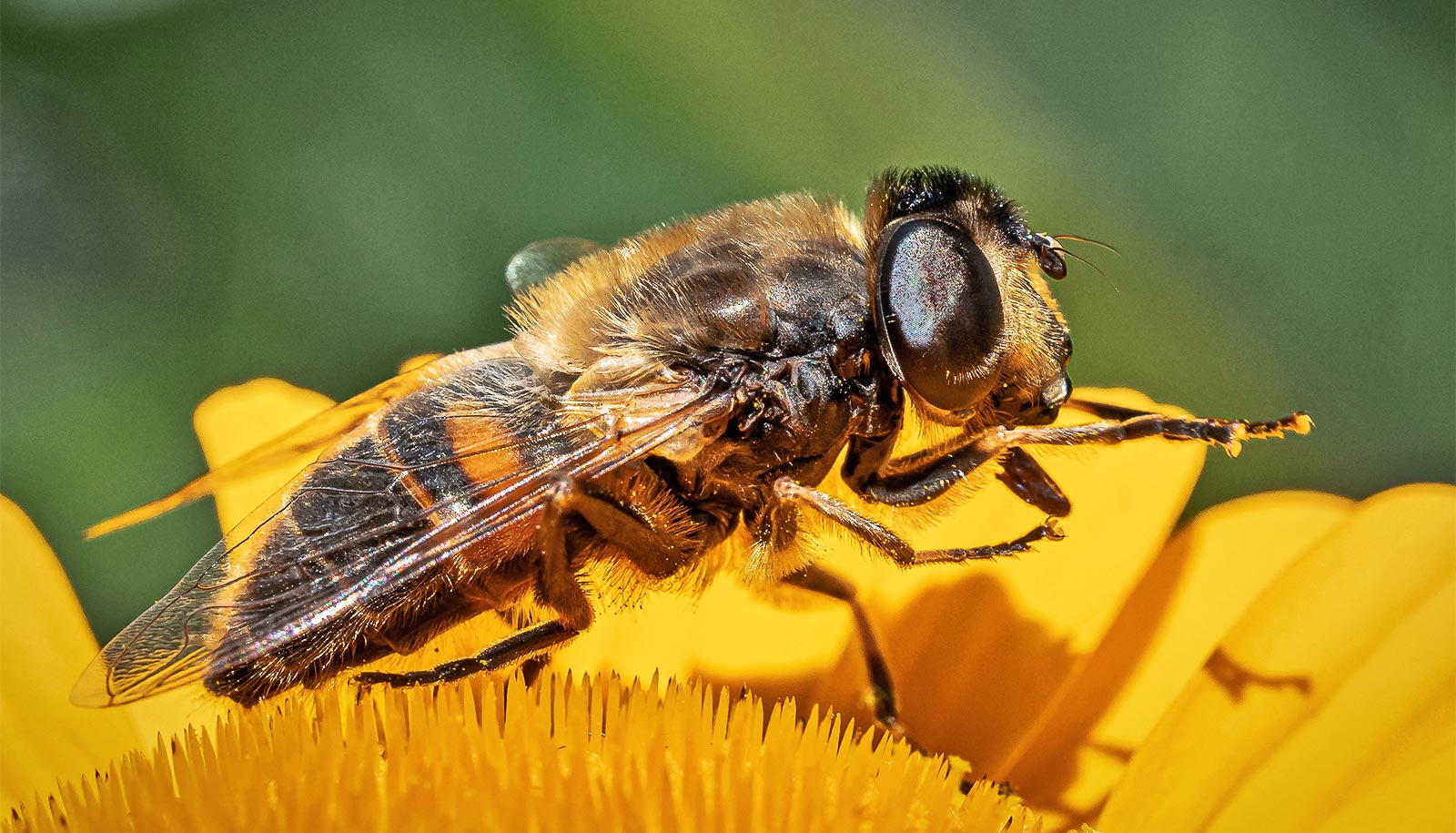 Summer weather sways honey bees’ winter survival