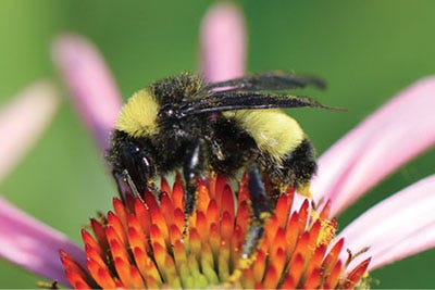 Do you want to create a welcoming space for pollinators? Here are some tips.