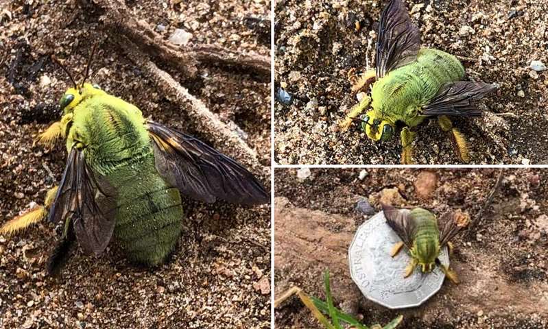Australian man is stunned to find a large GREEN bee sitting in a field