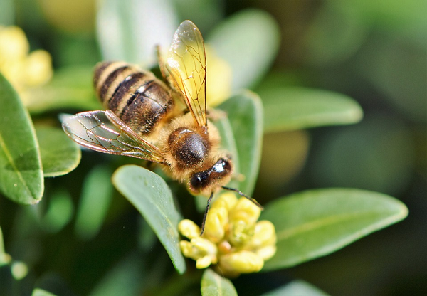 Study Generates Hope For Future of Bees