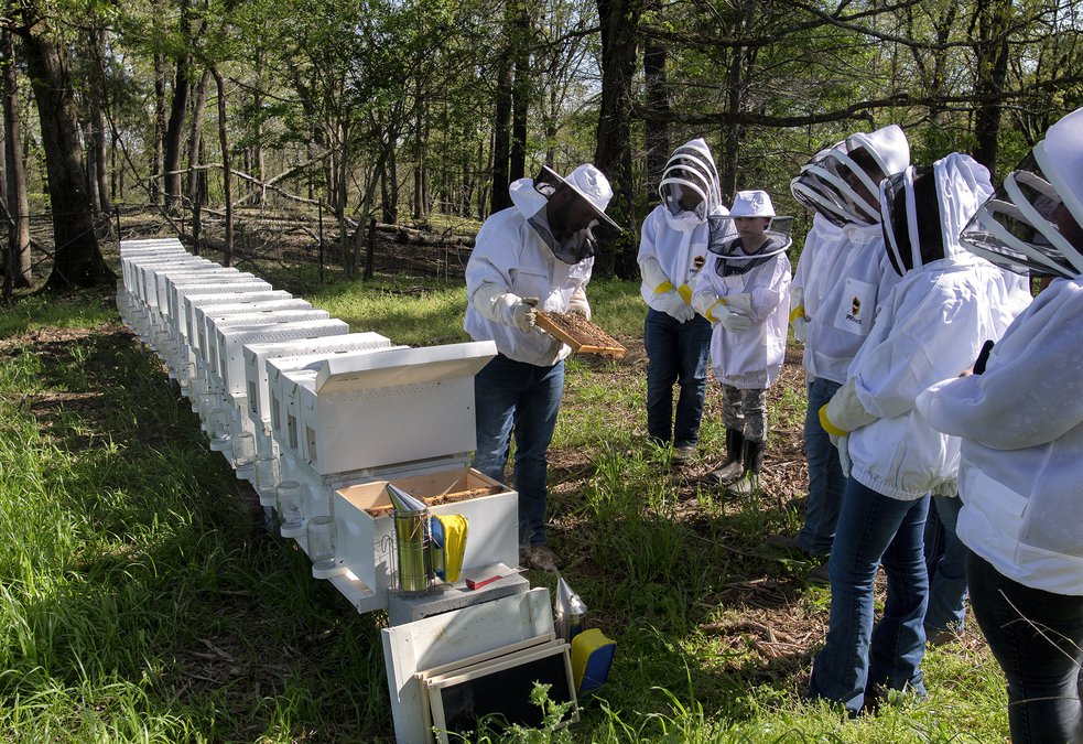 Why Hall County Schools now has active honey bee hives