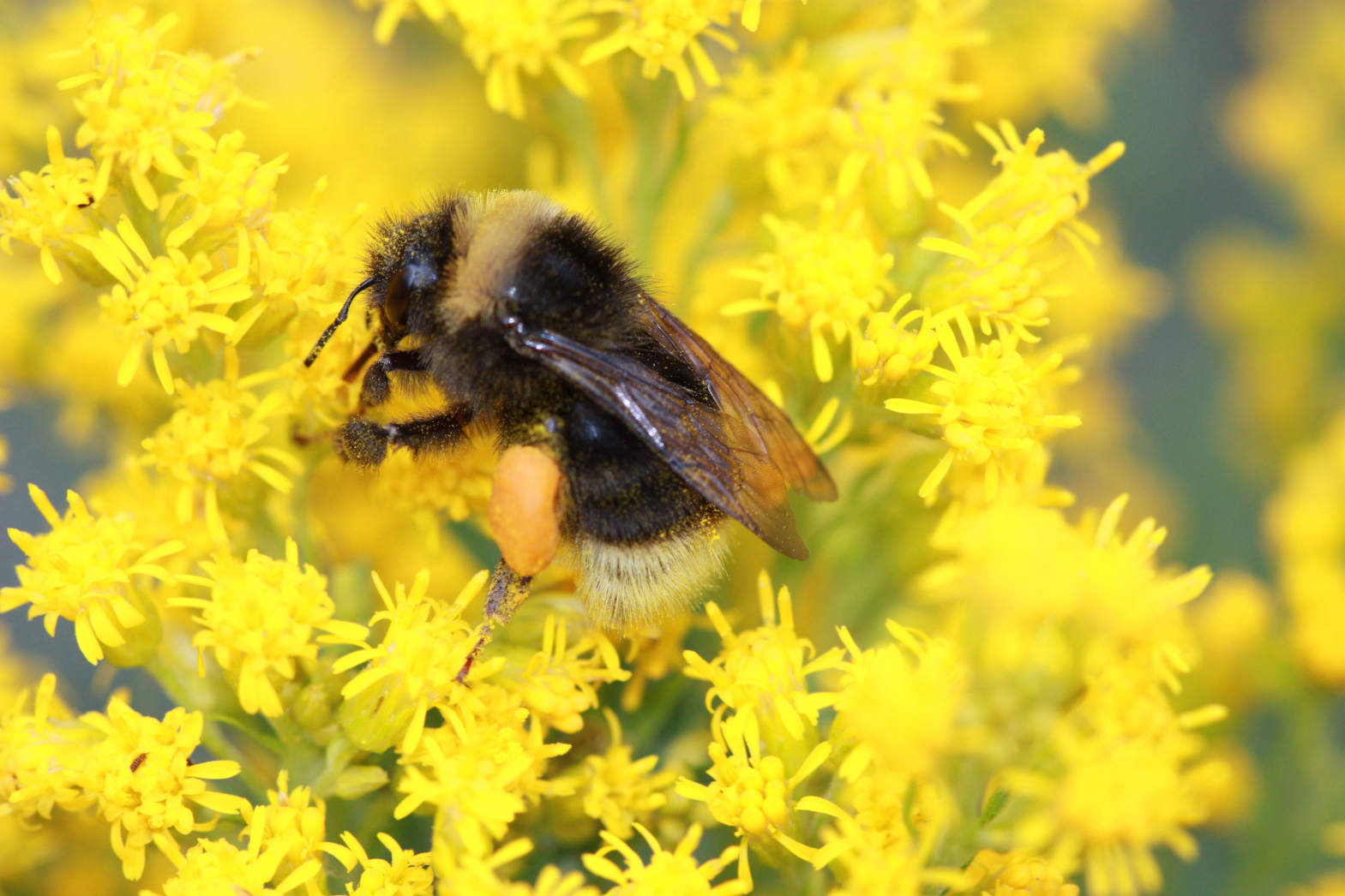 California Gardening: Try growing plants that bees will love