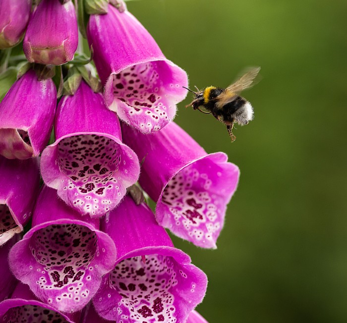 Flowers adapt to welcome the birds — but not the bees