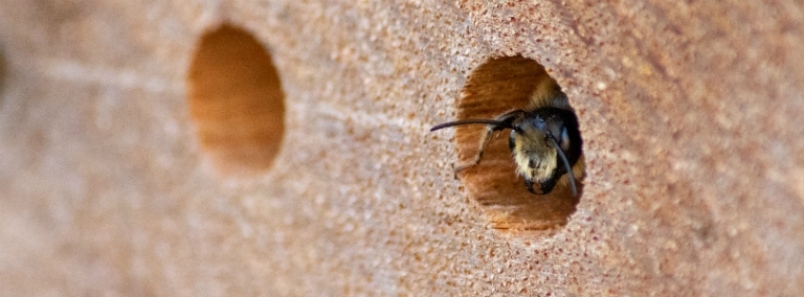 Solitary bees important polinators