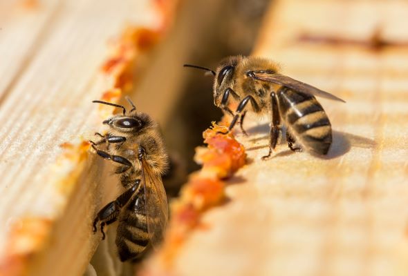 'Bee stops' and 'honey highways' could help bees in urban areas