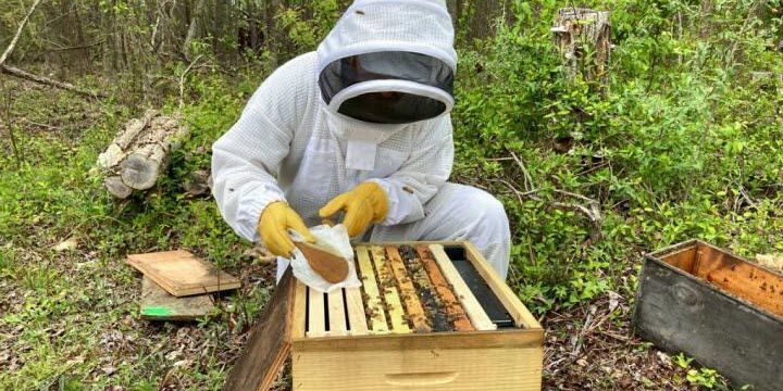 Tiny Technology Protects Bees from Deadly Insecticides