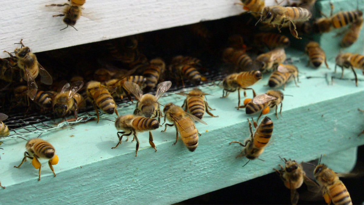 Bees can tell accurate time by temperature cycles inside hives, find researchers