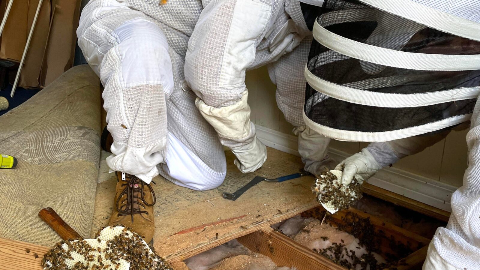 Steve's Beez: Saving honey bees one hive at a time in Okaloosa, Walton County