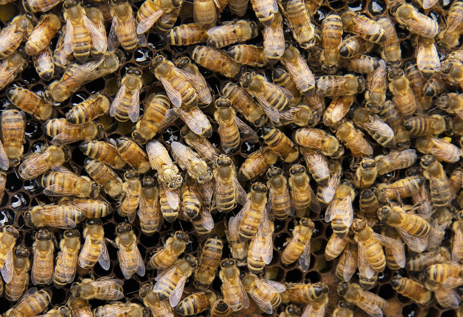 New treatment makes bees immune to pesticides