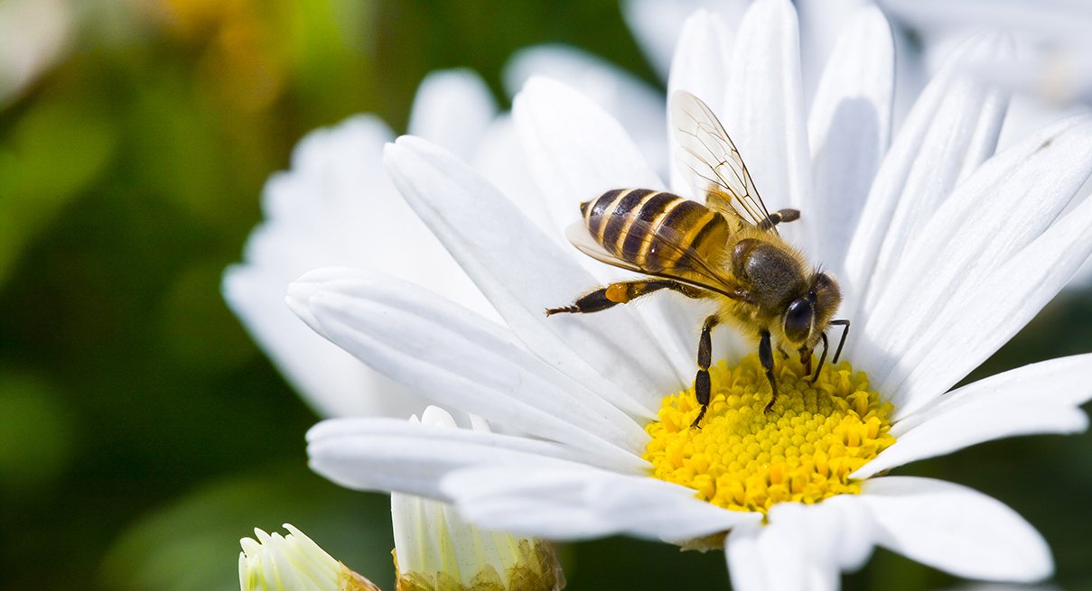 Pesticides Meant for Insects Also Killing Bees—but Antidote in the Works