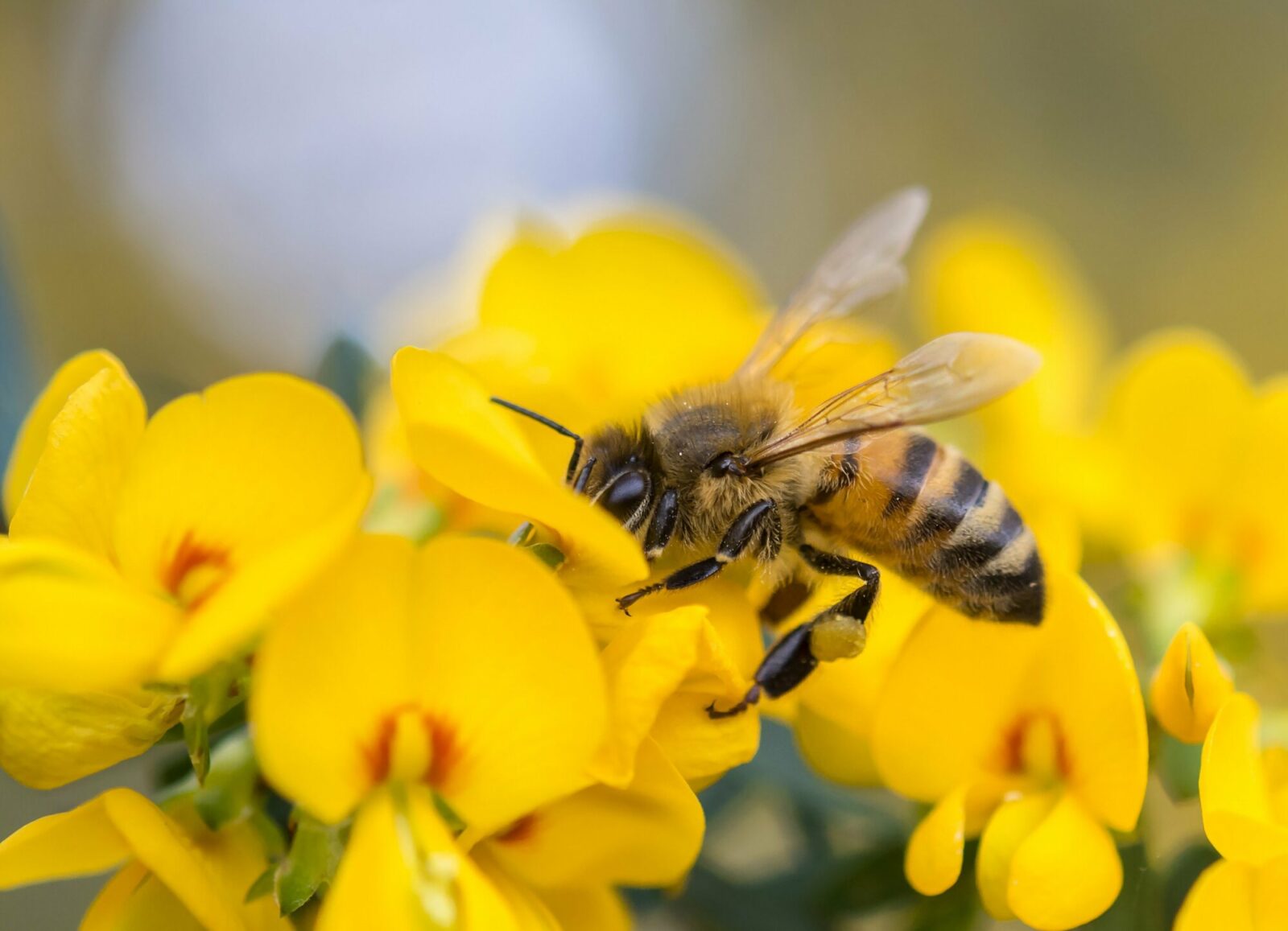 Virginia city is now officially a ‘Bee City’