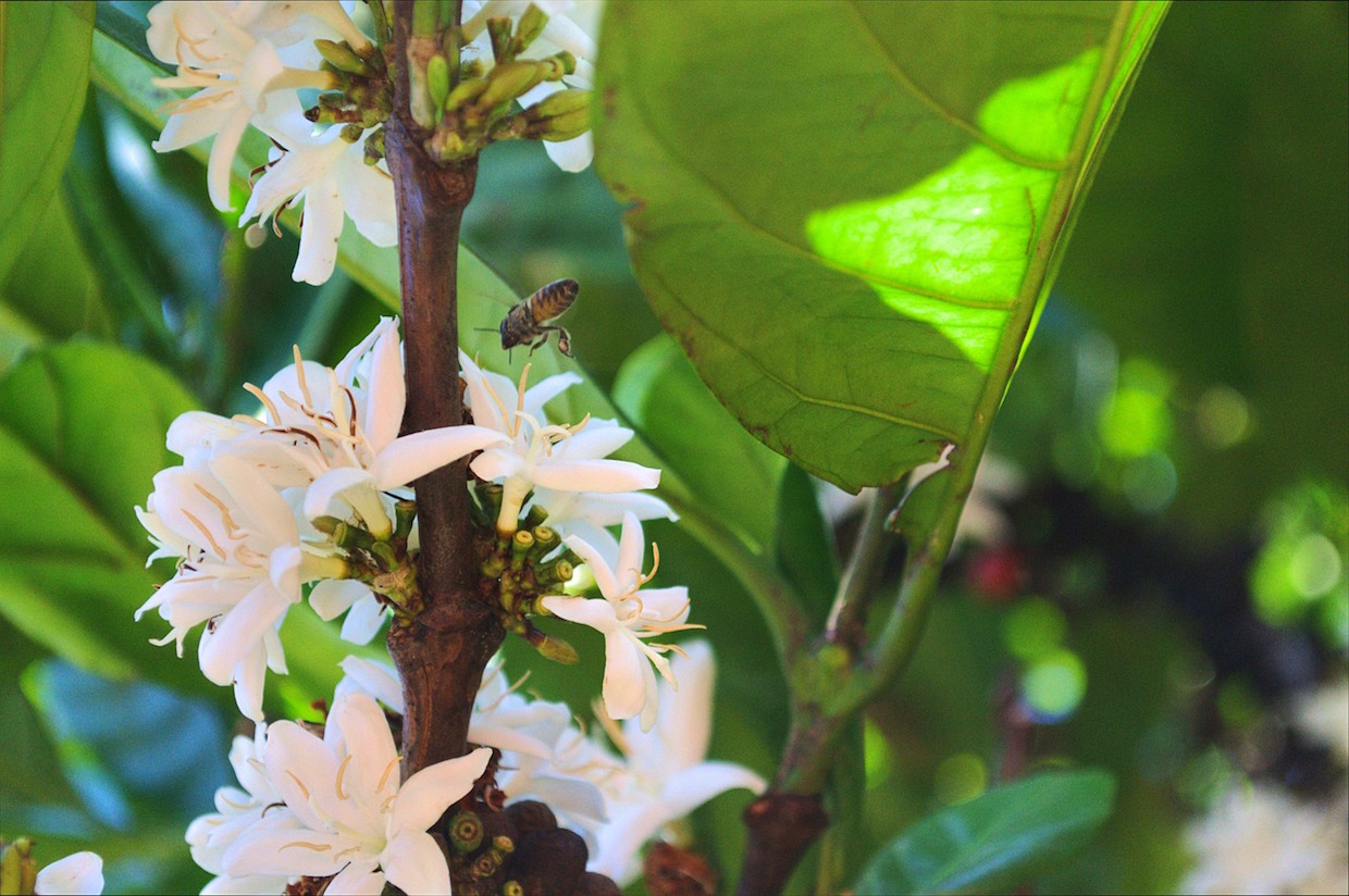 Bees Give Coffee Plants a Bigger Boost than Previously Thought, Colombian Study Finds
