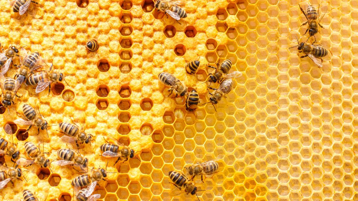 Meet the man battling to save the world’s bees