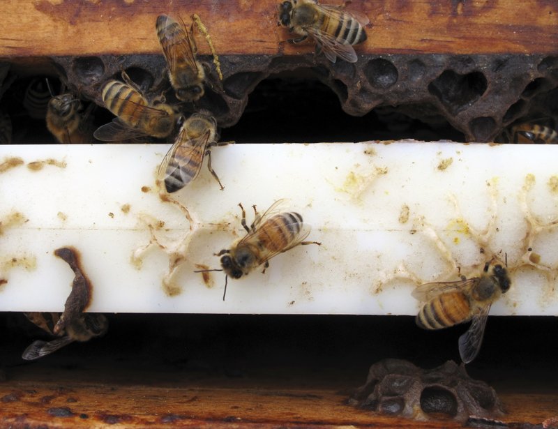 Bee industry buzzing: Stolen hives recovered in California
