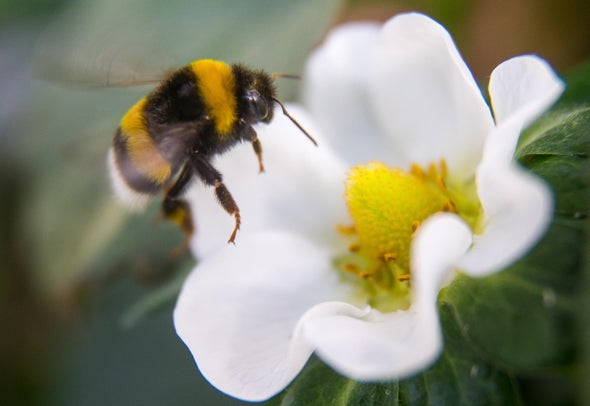 Caffeine Boosts Bees’ Focus and Helps Them Learn
