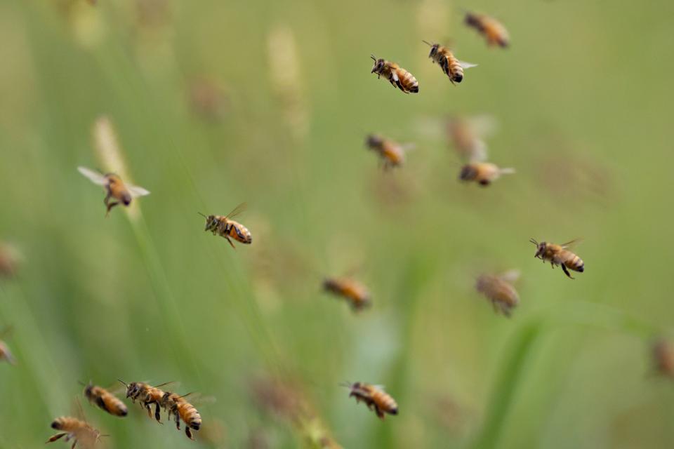 Here Is A Fully Autonomous AI-Powered Beehive That Could Save Bee Colonies