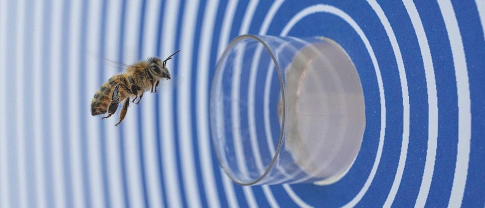 Bee scaffolding and bio heaters: New research reveals hidden beehive behaviours