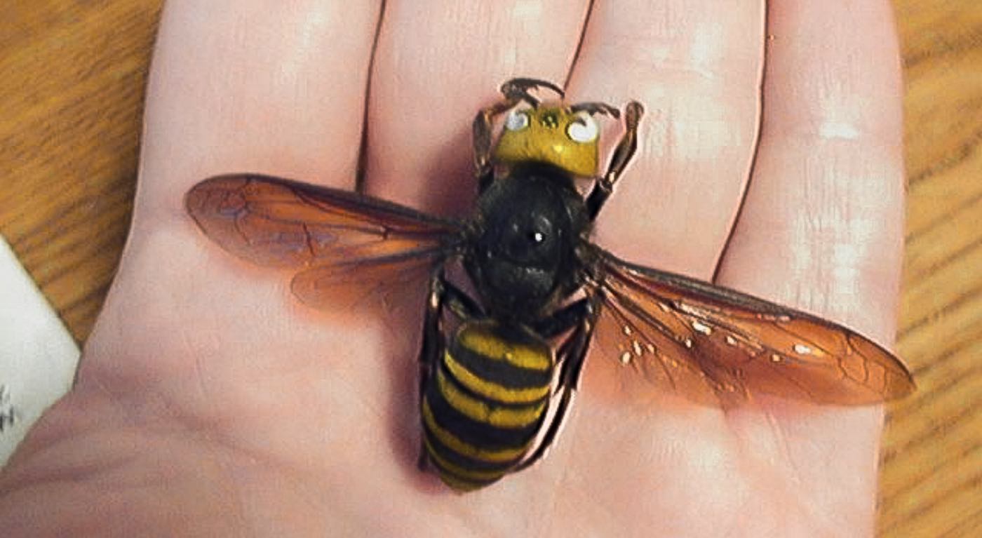French Beekeeper Invents a Trap to Take on ‘Murder Hornets’ Decimating Bee Populations in EU