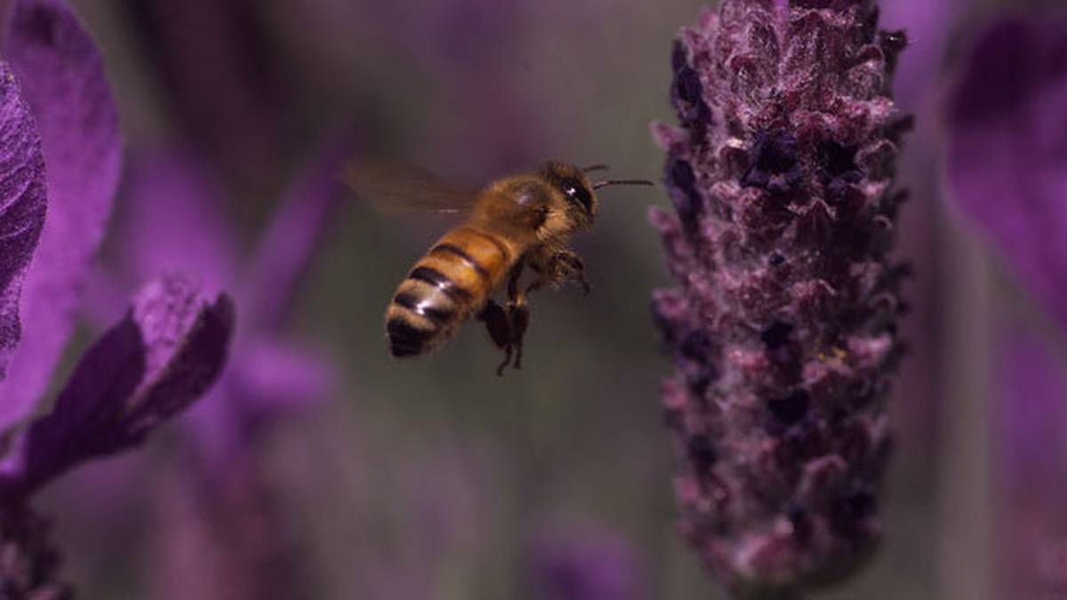 Apiarist hopes tool can eliminate bee-killing disease American Foulbrood