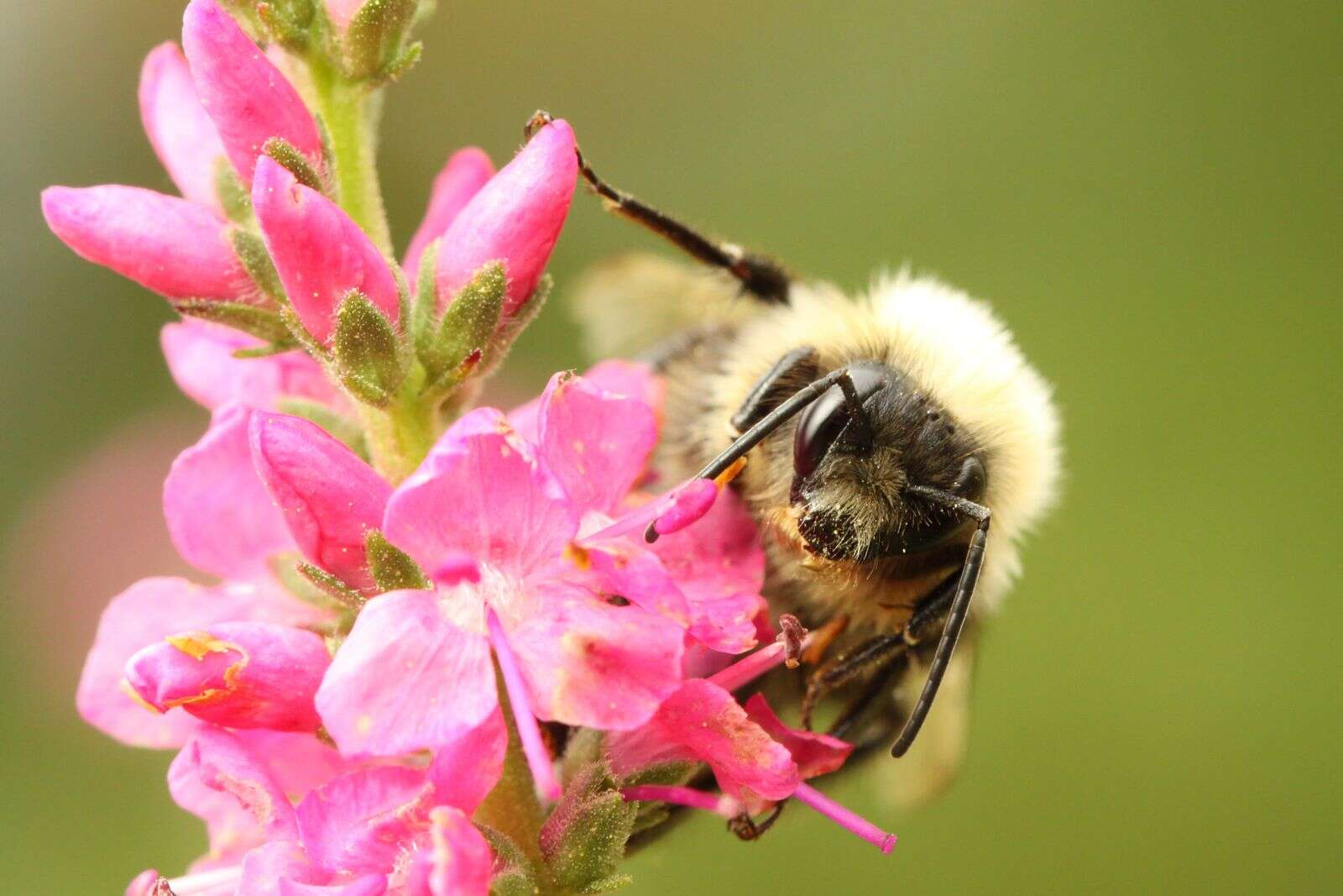 Curious Nature: Bumble bees are not bumbling around evolution