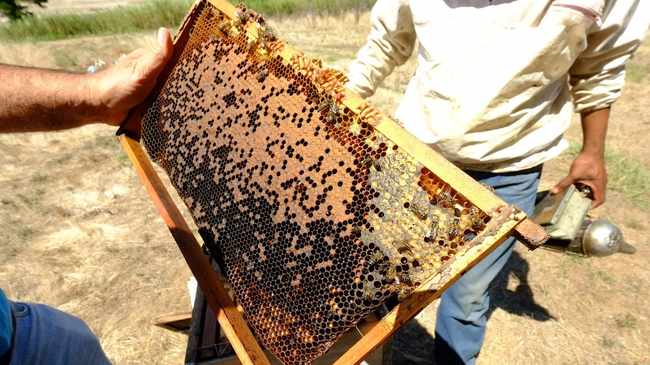 Western Cape Bee Industry Association to introduce higher standards in beekeeping