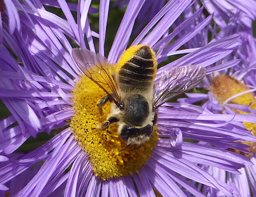 Bug Bytes: Leafcutter Bees