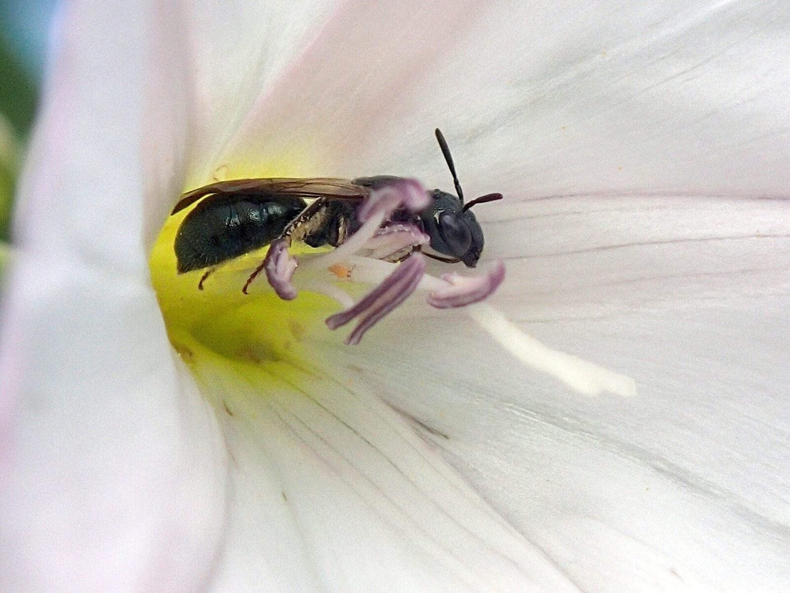 Latest buzz: rare bees essential part of diverse, resilient ecosystems