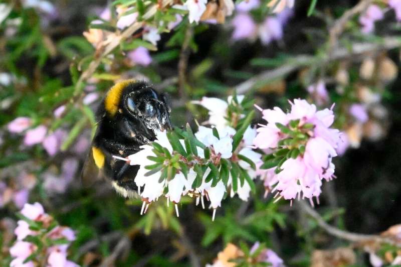 Small bees better at coping with warming, bumblebees struggle: study