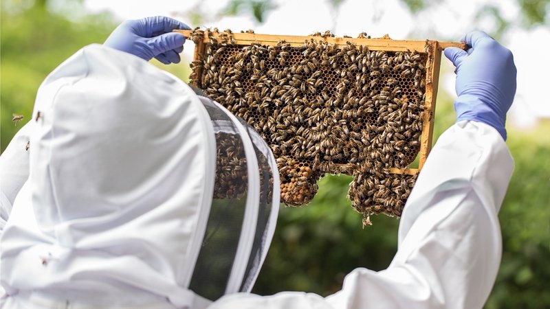 Bees and food production: chaos, corruption and dodgy honey