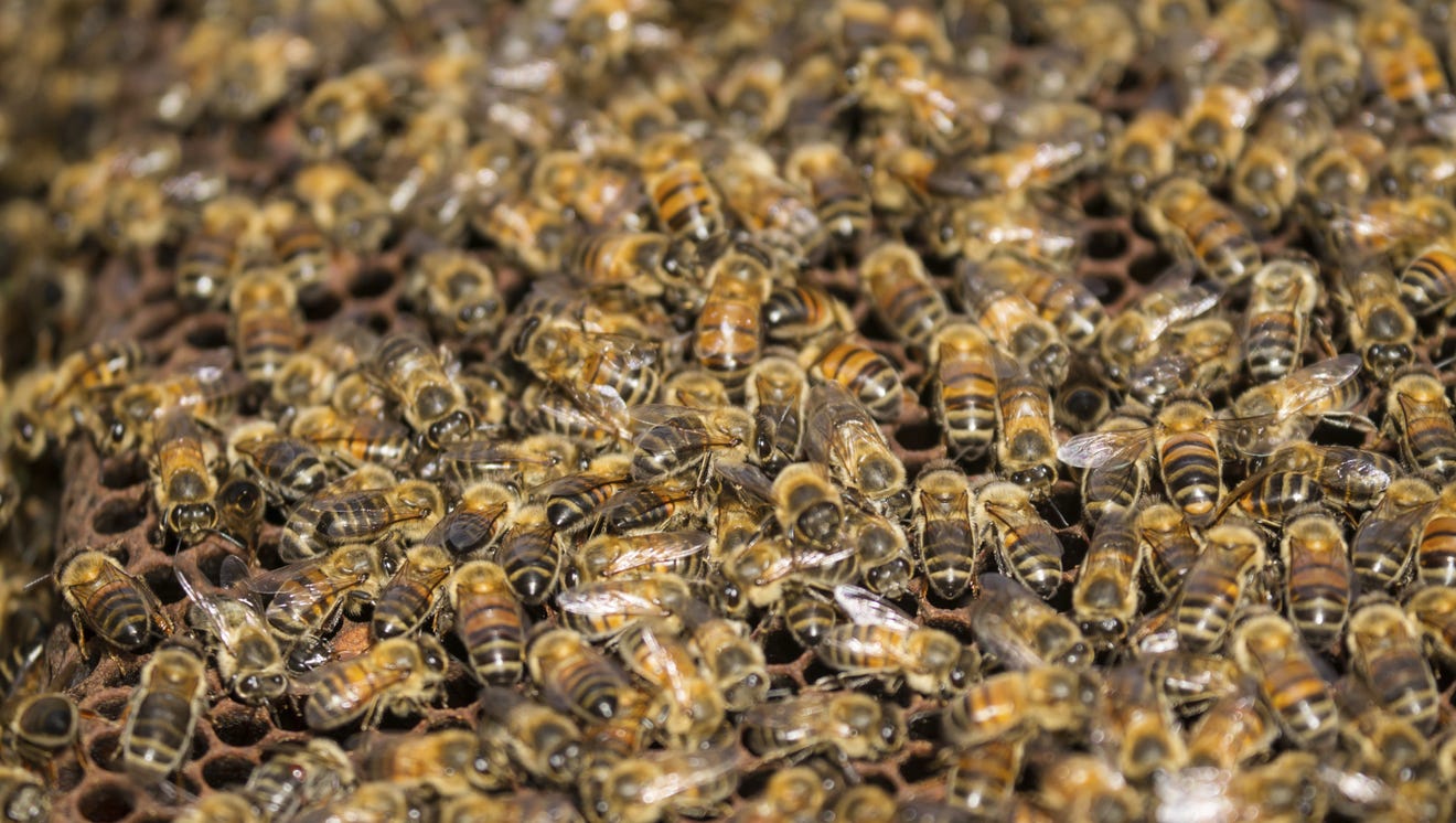 Award-winning bee documentary viewing scheduled for October at BRCC