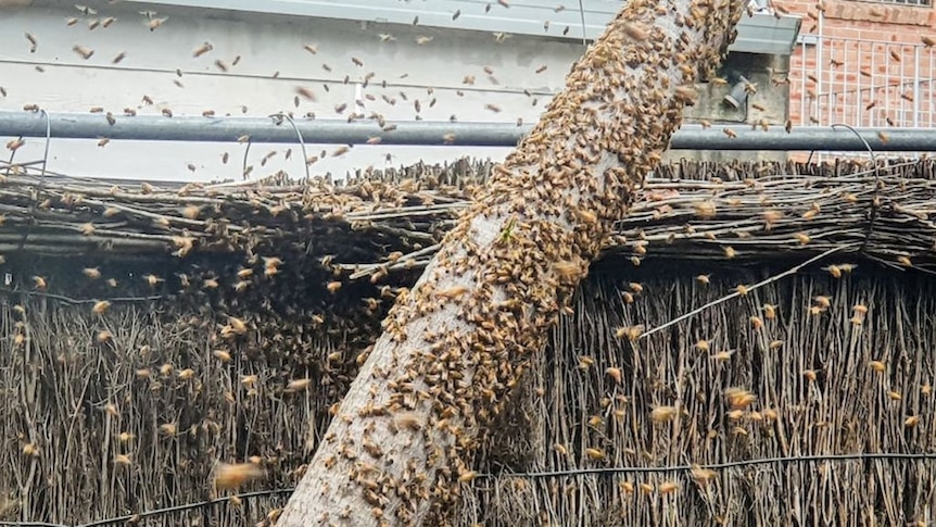 What do you do when bees swarm your backyard?