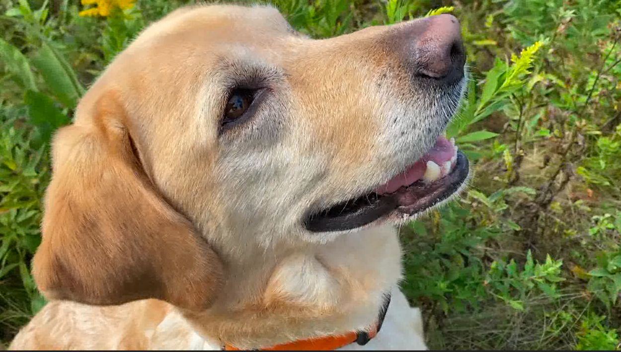 'Making a Snifference': Conservation dogs help researchers locate bumble bee nests