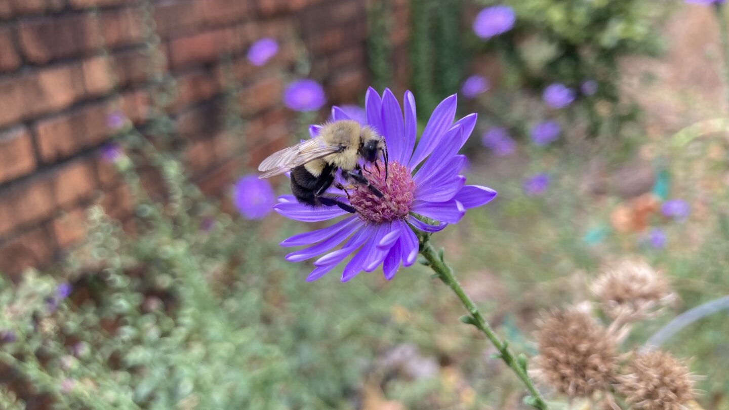 It's not all bad for urban bees: Georgia study finds more than 100 species in yards