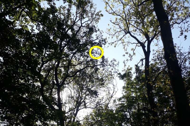 Wild bees are active in woodland treetops, research shows