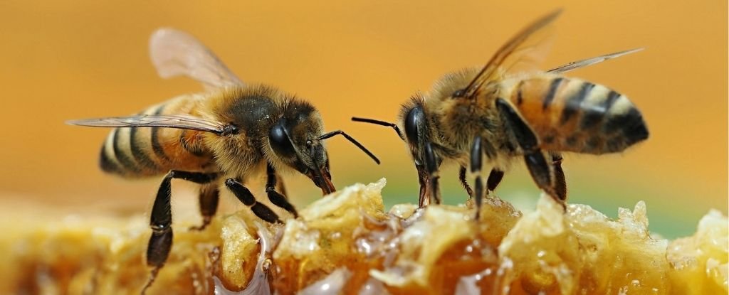 'Unbelievable' Video Shows 2 Bees Working Together to Open a Soda Bottle