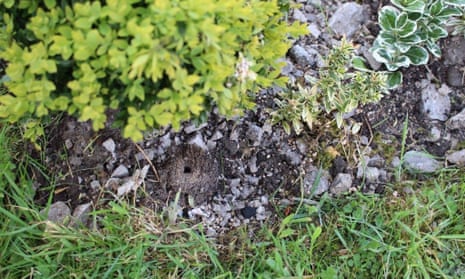 Country Diary: Down on the floor with the solitary bees