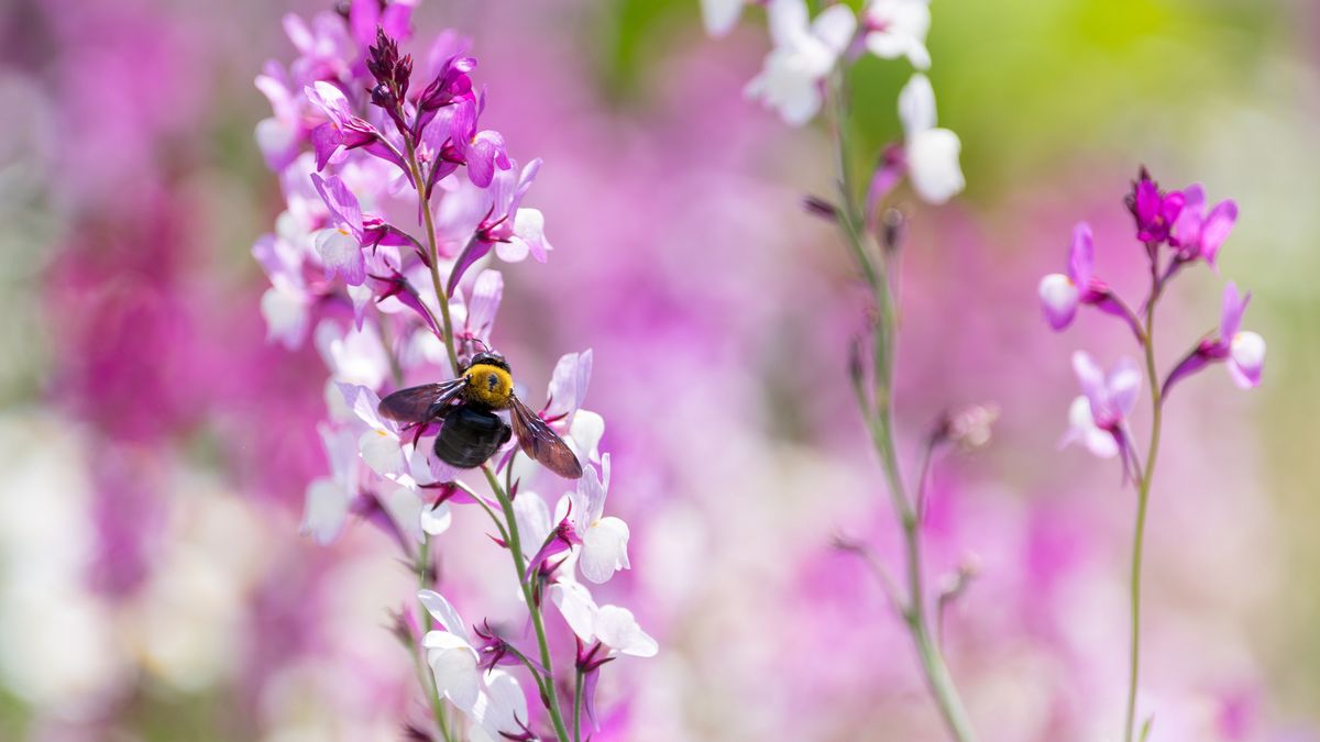 How to Get Rid of Carpenter Bees