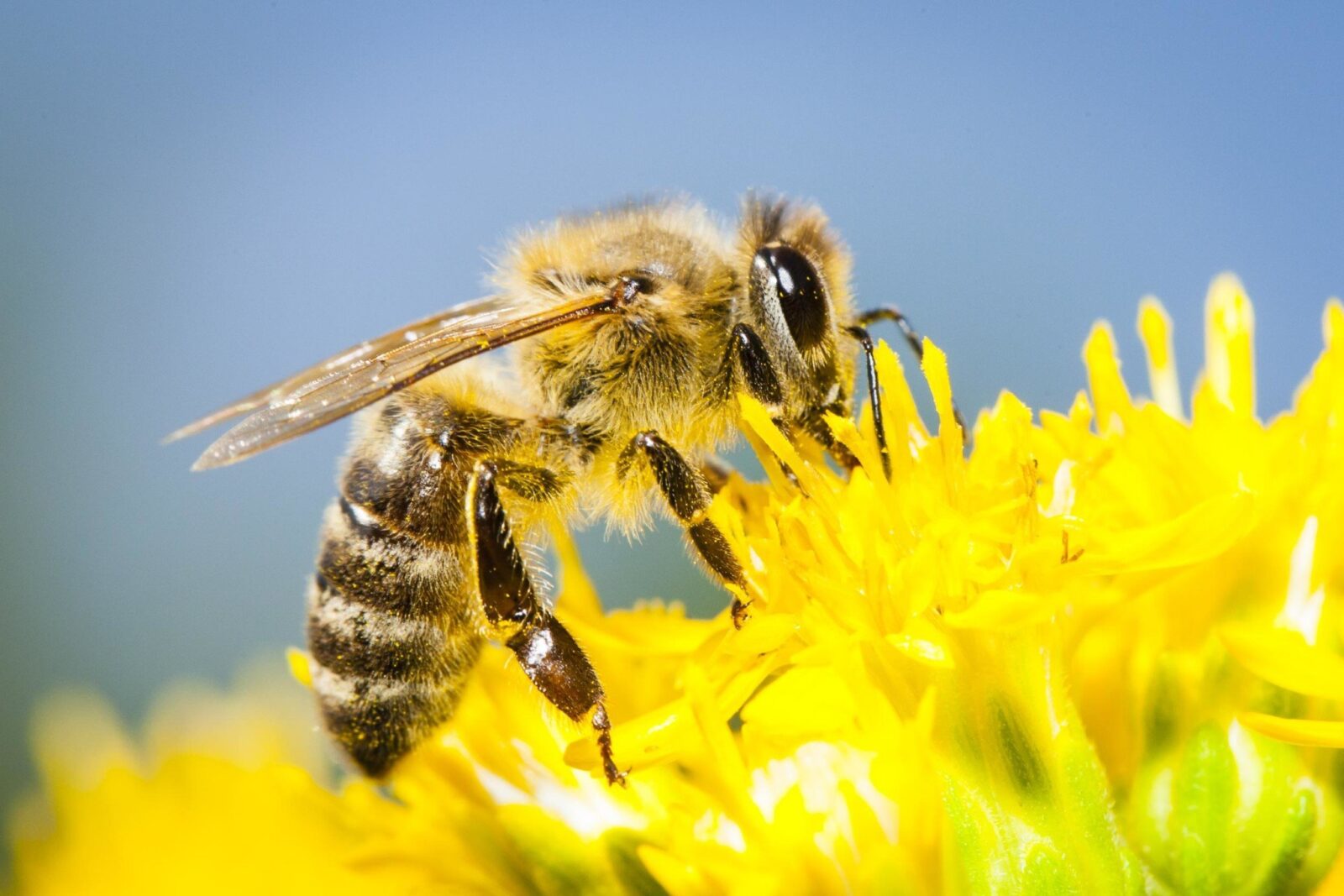 10 big secrets of bees
