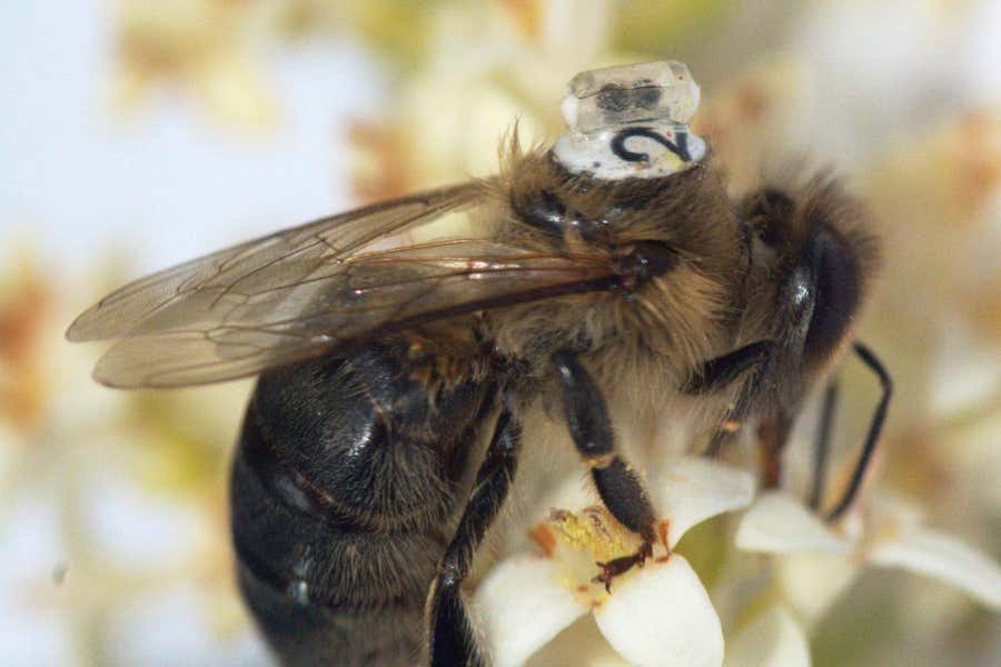 Tiny backpack for bees can track their position and temperature