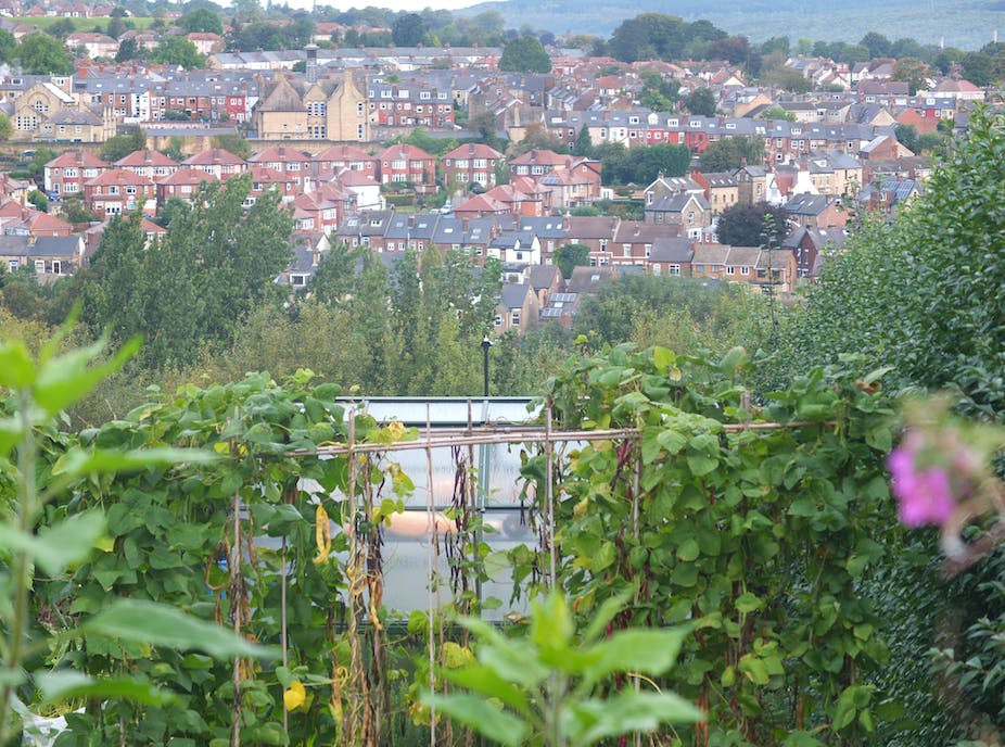 Bees and hoverflies are key to growing more fruit and veg in cities – new research