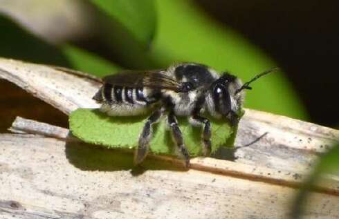 Research invites questions about Bermuda bee origins