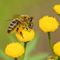 Bee’s knees: Immune boosting omega 3 oil helps pollinators recover from pesticide poisoning