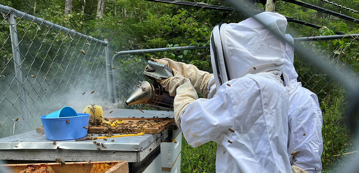 Student beekeepers play their part in protecting one of Earth’s most important pollinators