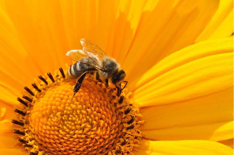 New study uses video to show honey bees switch feeding mechanisms as resource conditions vary