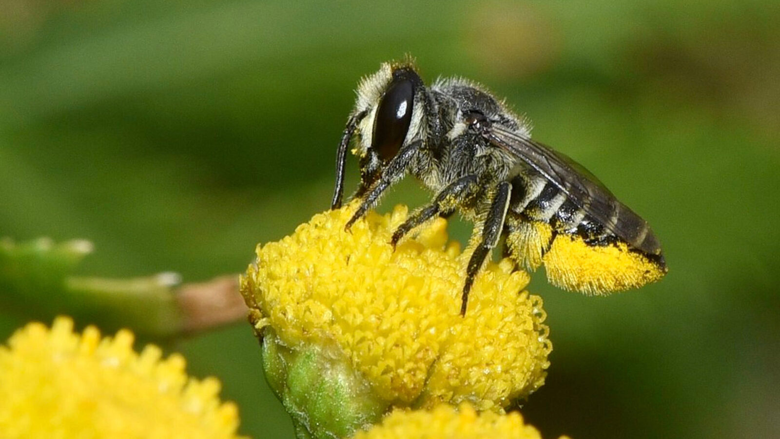 Leaf cutter bees play key role for Arizona cash crop