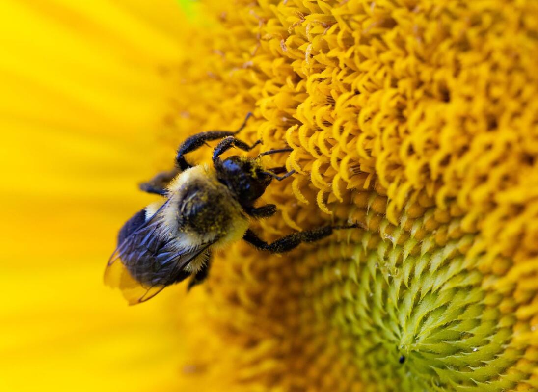 Bumble bees mean no harm